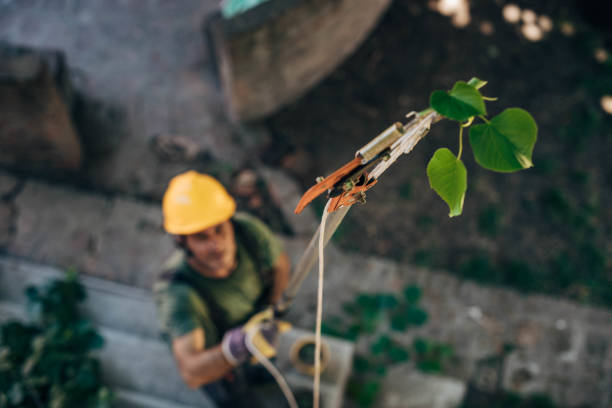 Best Stump Grinding and Removal  in Redway, CA